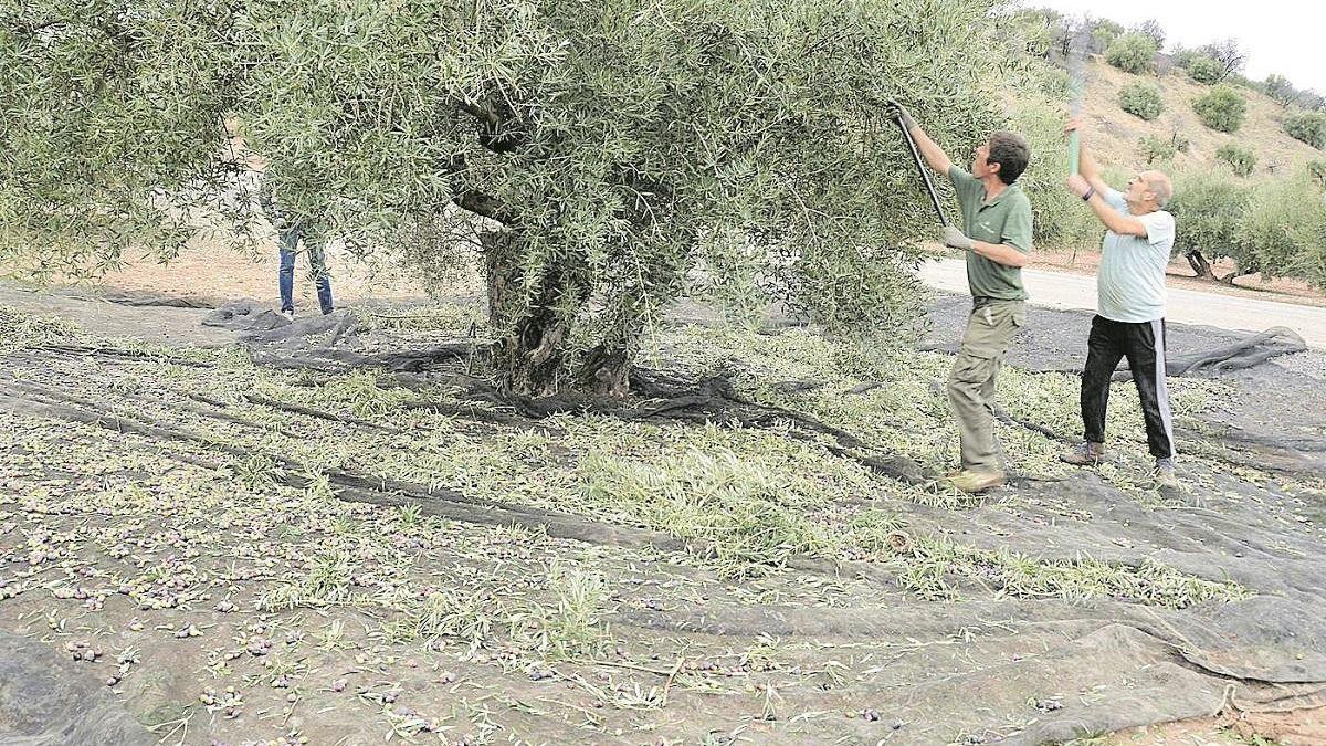 Agricultores en una finca.