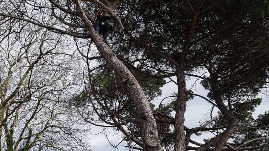 Emergencias trepa por un pino en Santa Cristina para quitar una rama