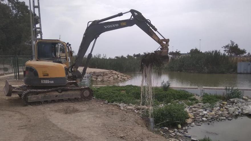 La CHS trabaja en la limpieza del cauce antiguo del río Segura en su desembocadura