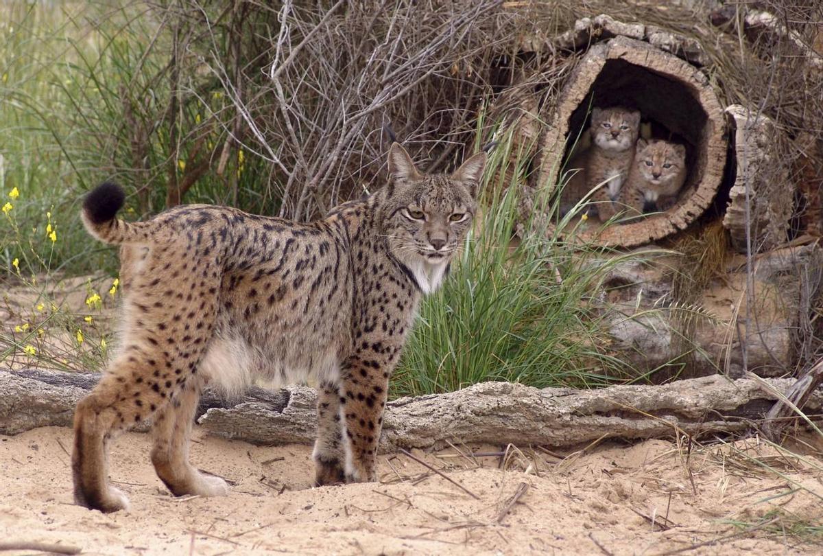 Un lince ibérico con sus dos cachorros
