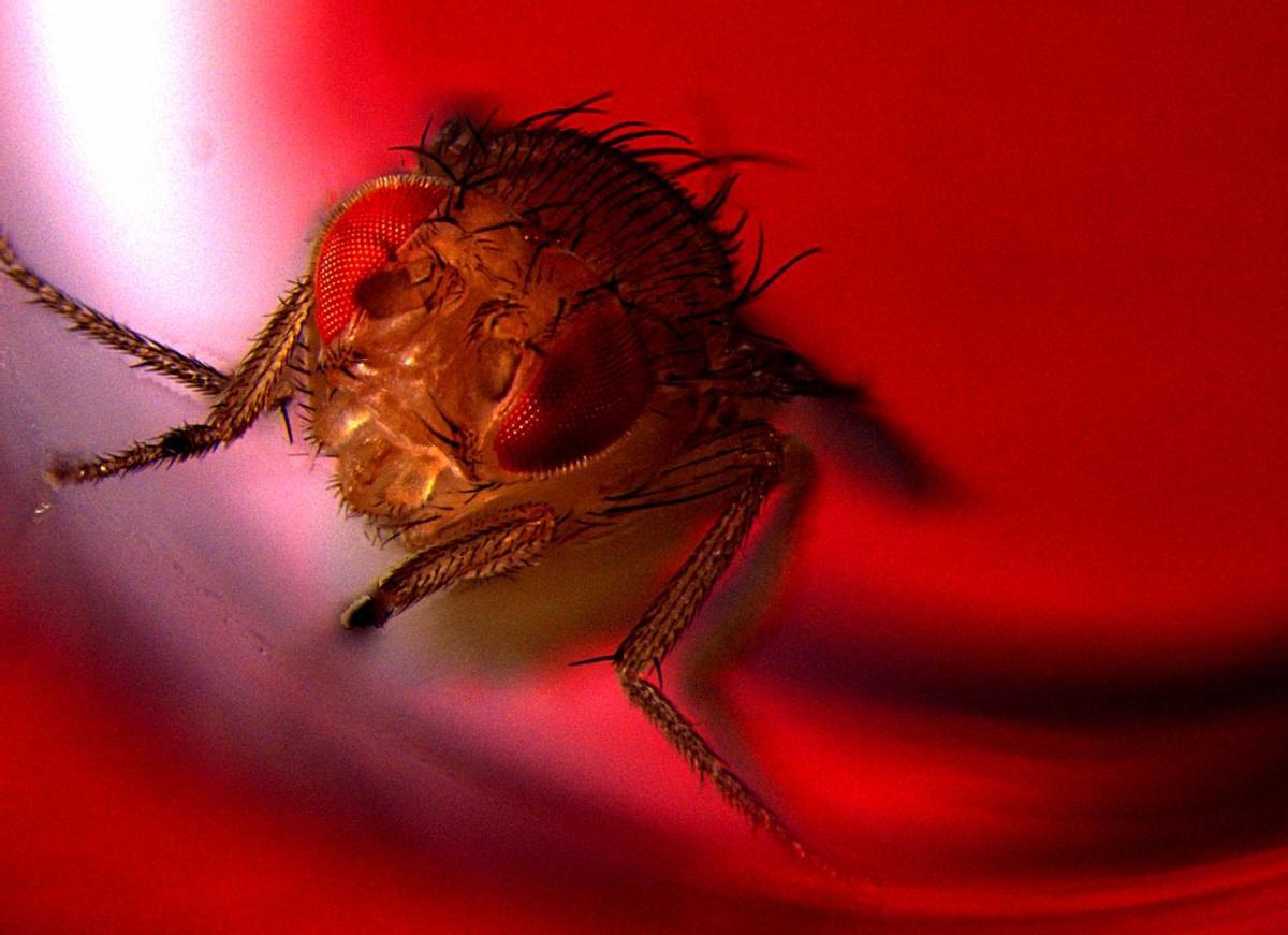 Mosca de la fruta iluminada por luz roja.