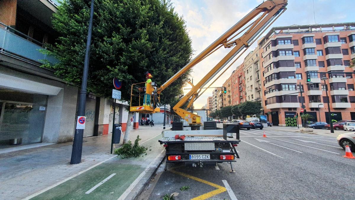 Un camión con un brazo-grúa y un operario trabaja en una de las copas de los árboles de la Avenida del Puerto.