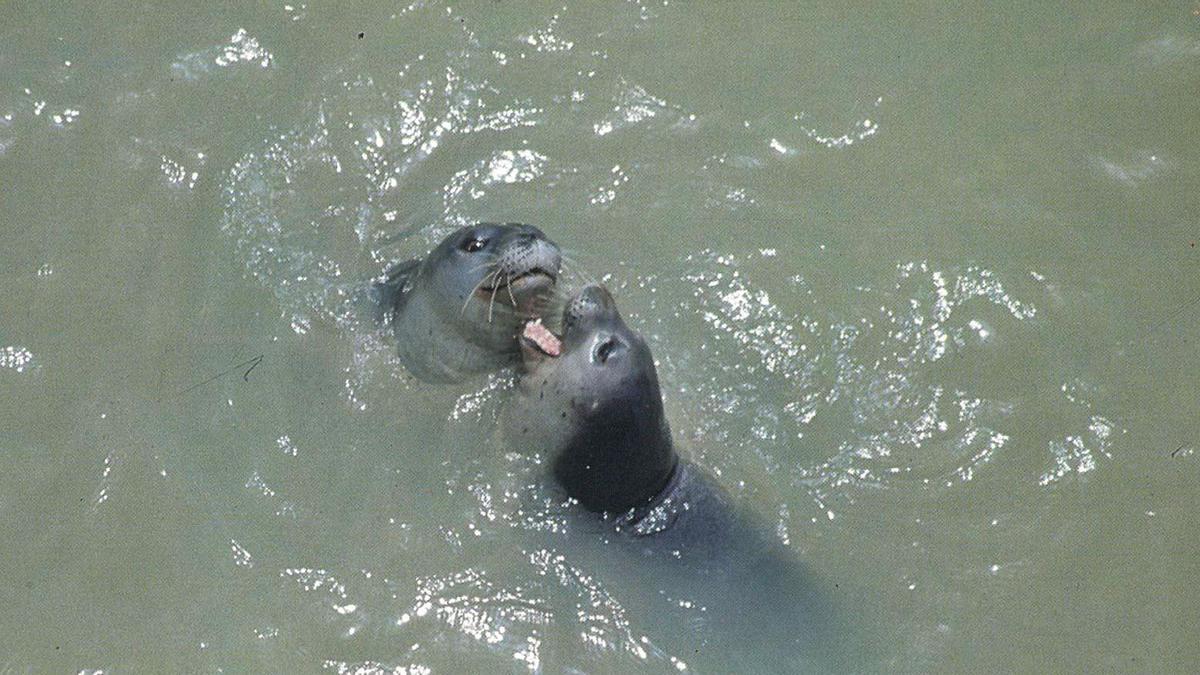 Dos ejemplares de lobos marinos en aguas de Mauritania. ED
