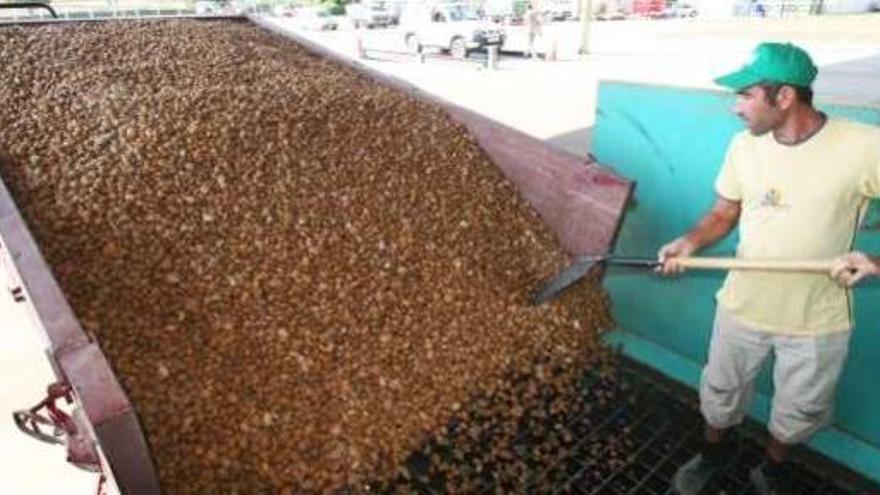 La cosecha de almendra cae un 30% pero se compensa con la subida del 20% en la vid