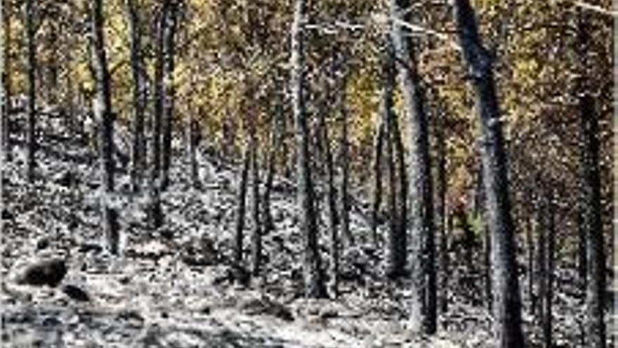 S&#039;investiguen les causes de l&#039;incendi forestal de Múrcia