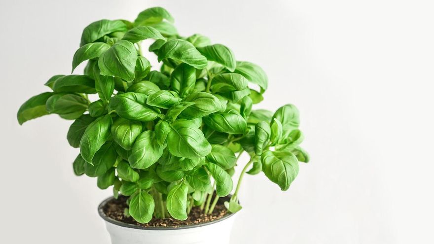 Albahaca: usos y cuidados de la planta aromática por excelencia