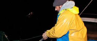 Comienza la campaña de la angula en la ría del Nalón: “Prevemos peores ventas”