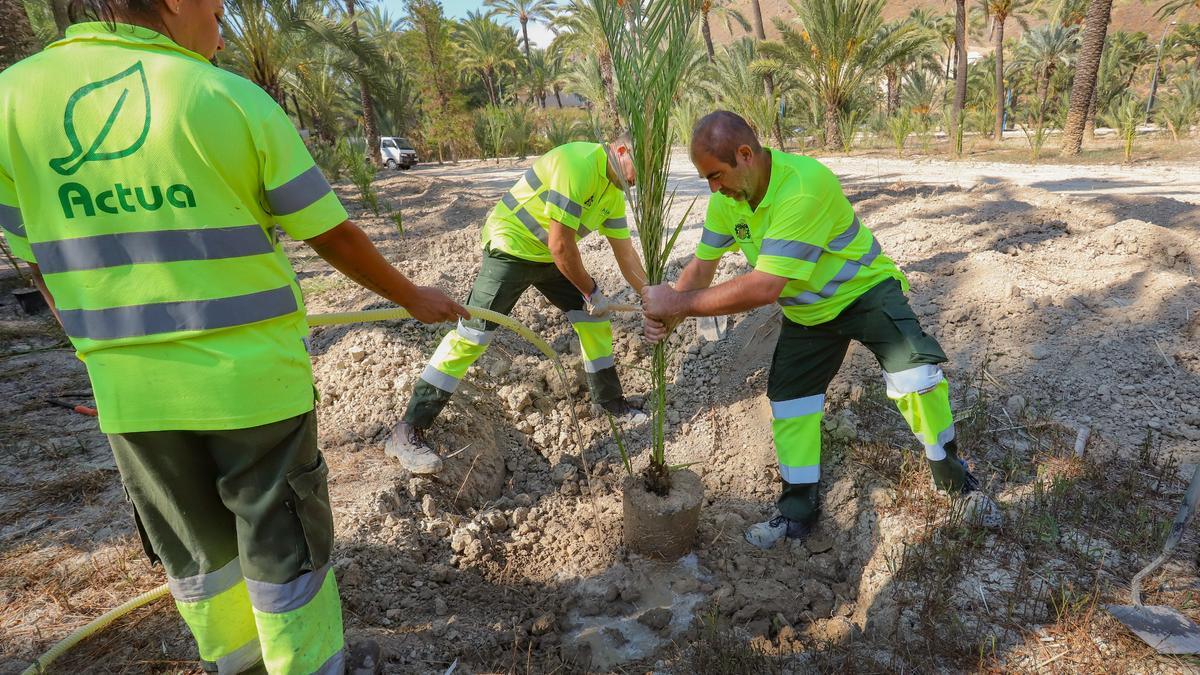 Actúa Servicios y Medio Ambiente es la encargada del servicio de mantenimiento, conservación y protección del Palmeral