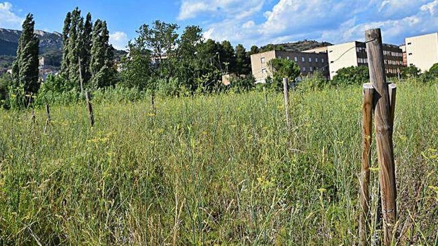 La vidalba no ha crescut a l&#039;espai on es preveia cultivar la planta, a tocar de la zona esportiva de Berga