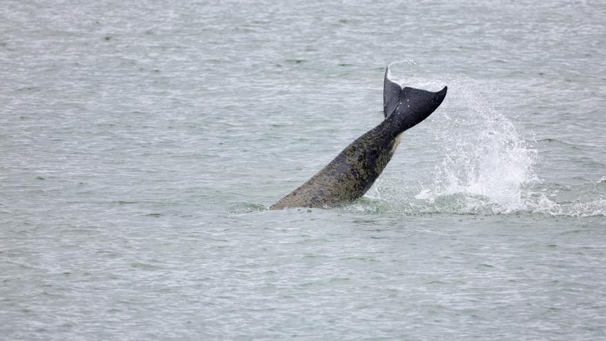 ¿Sería posible la presencia de tiburones en el río Sena?