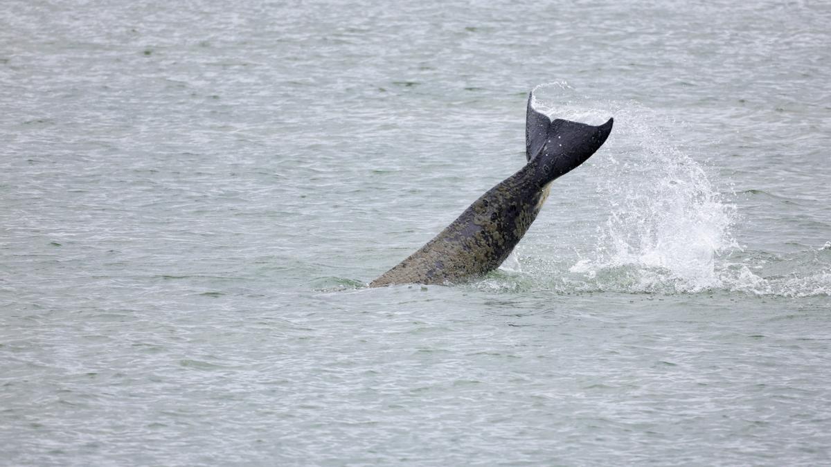 Imagen de la cola de una orca atrapada en el río Sena.