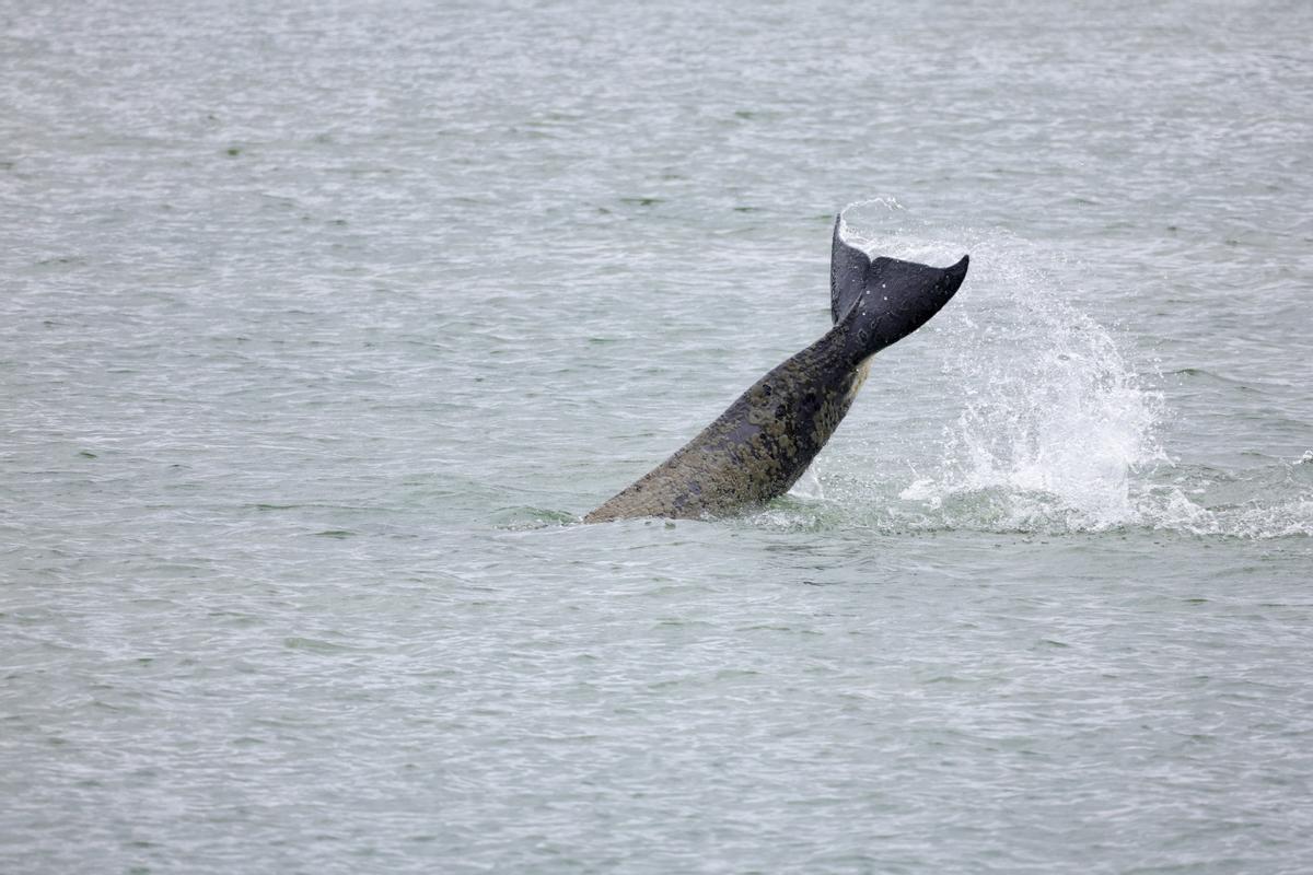 Imagen de la cola de la orca atrapada en el río Sena