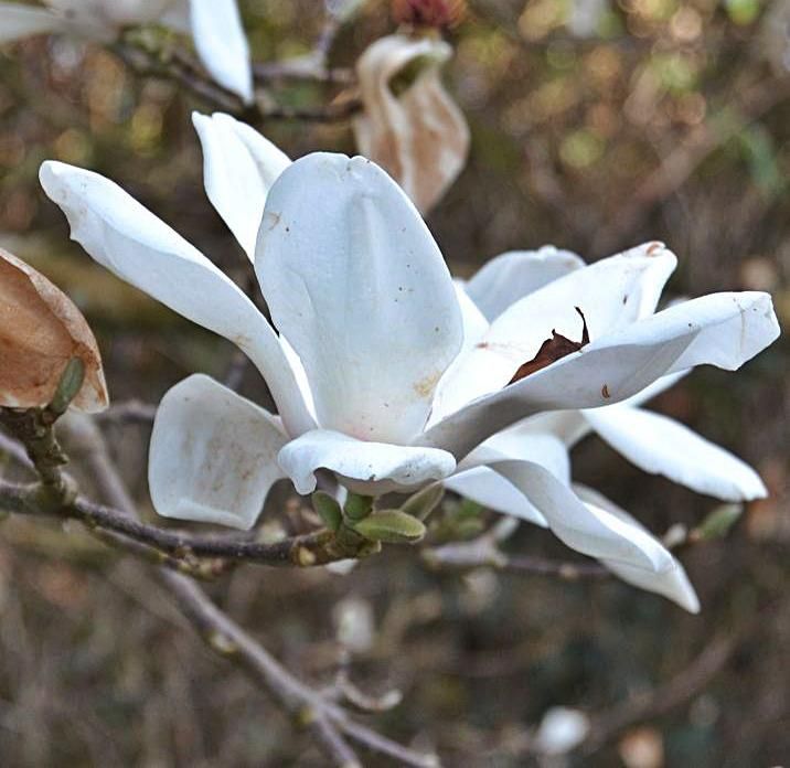Flor de un magnolio yulan.  A. M. S. 