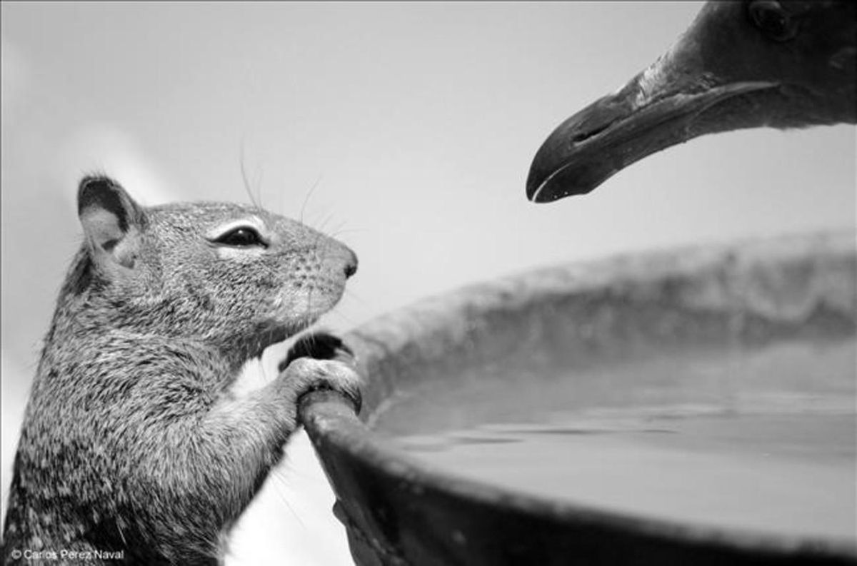 dcaminal33920177 squirrel and seagull face to face  the photo was t160517115709