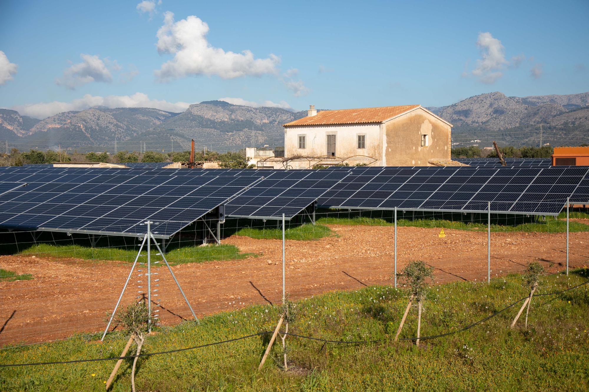 Agricultura en Mallorca: La conselleria prioriza que los parques fotovoltaicos se compensen con cultivos de más valor agrícola