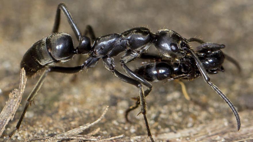 Las hormigas matabele rescatan a las compañeras heridas.