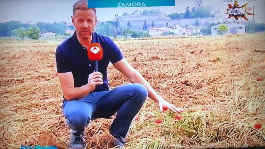 Antena 3: &quot;El campo de amapolas de Zamora ha muerto de éxito&quot;