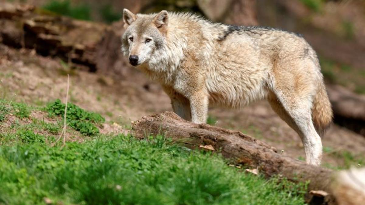 Más de 300 científicos firman un manifiesto por la protección del lobo