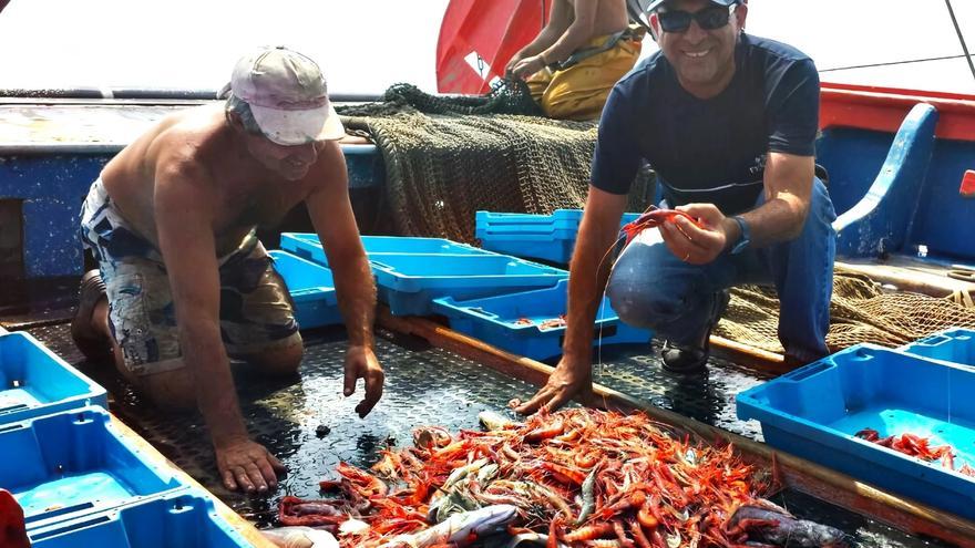 Así ha logrado Palamós el prodigio de aumentar la gamba roja pescando menos y mejor
