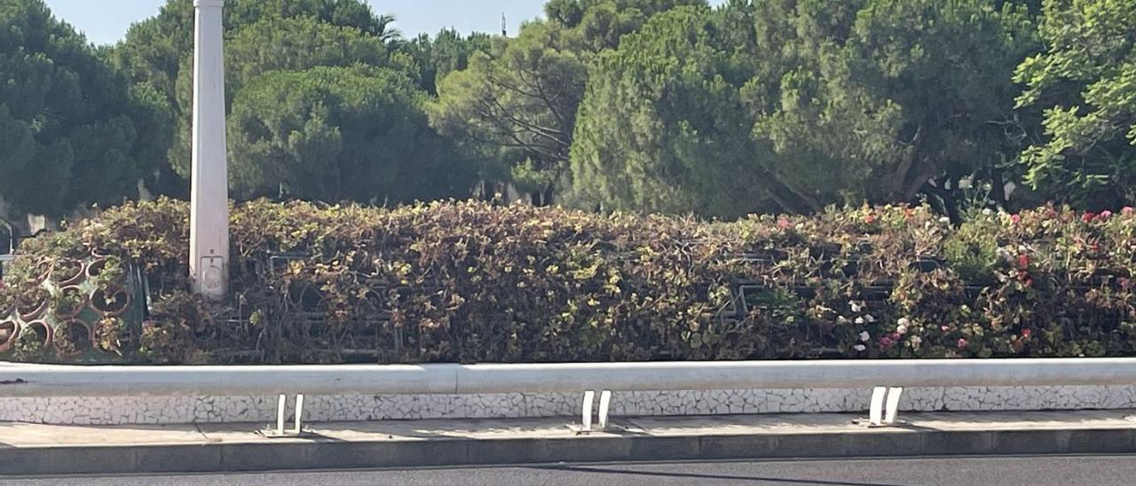 El puente de las Flores con las plantas marchitas y ajadas. | LEVANTE-EMV