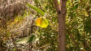 Avistamiento de una mariposa Cleòpatra (gonepteryx cleopatra) de la temporada, el 5 de febrero