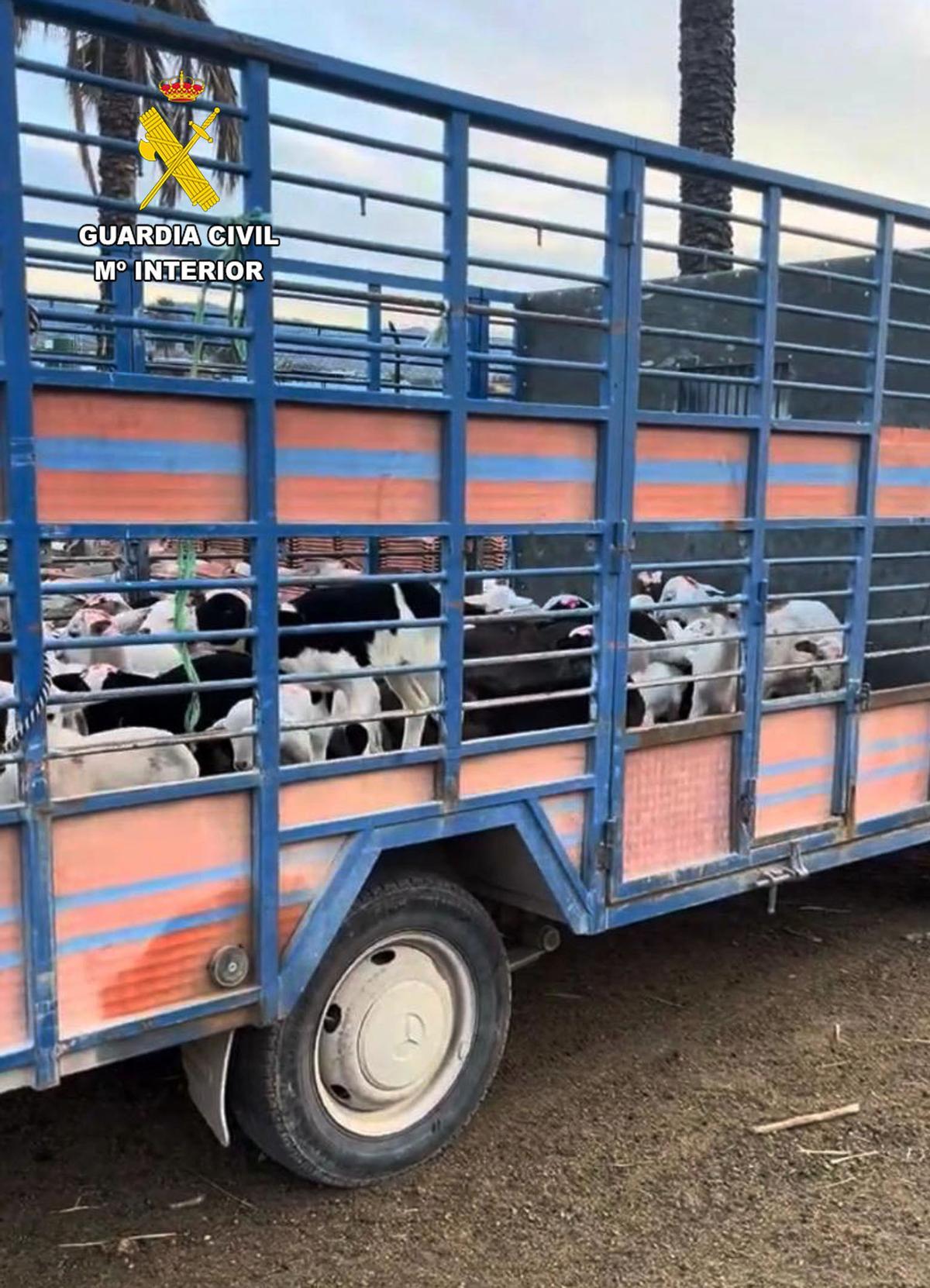 Animales que los investigadores lograron recuperar.