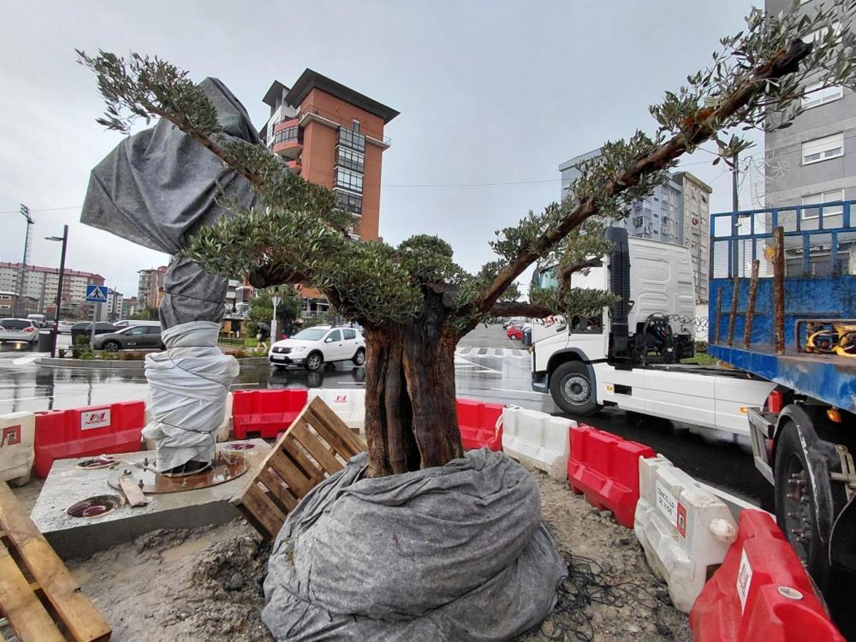 El olivo de 102 años recién colocado en la rotonda.