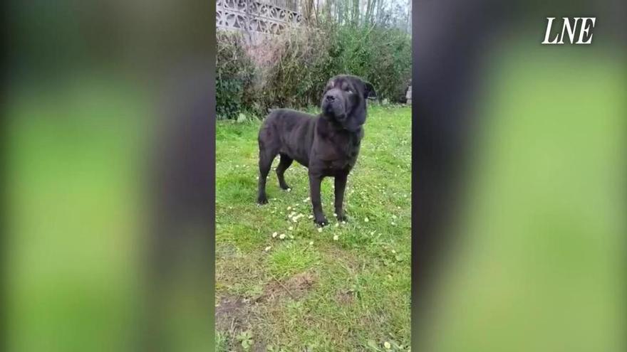 Buscan a un perro desaparecido en Oviedo