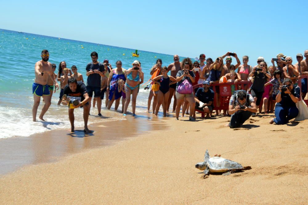 Alliberen a Blanes una tortuga marina
