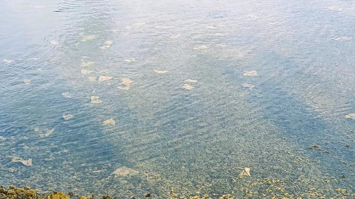 Toallitas vertidas desde la red de saneamiento que llegan hasta el fondo del Charco de San Ginés, en Arrecife