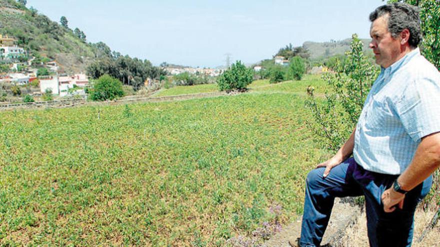 Martín Déniz Quintana, ayer, desolado antes sus cultivos de papas en San Mateo.