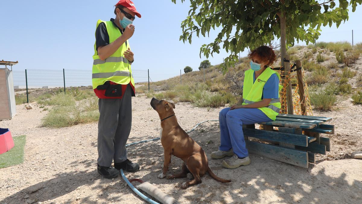 La veterinaria del Cmpa de Zaragoza, María Jesús Ramírez, junto un trabajador jugando con una perra.