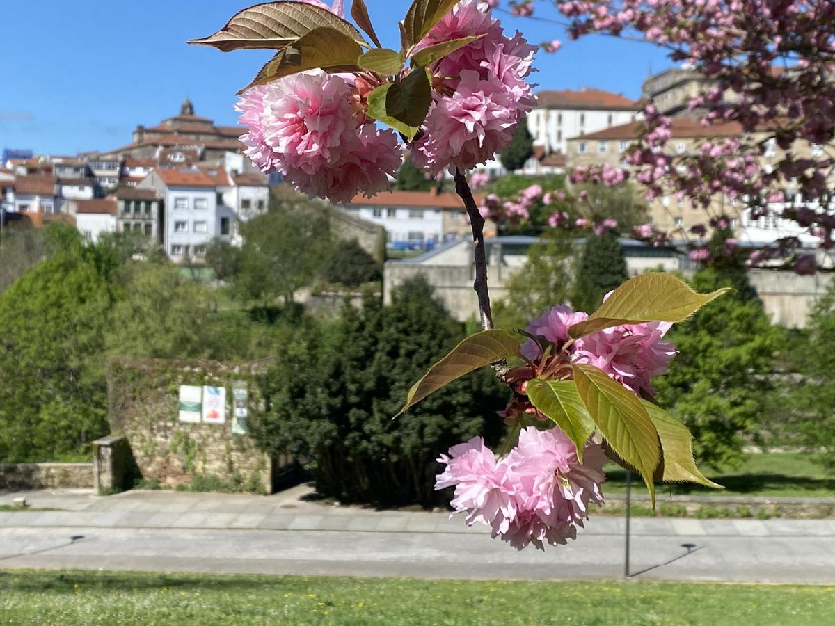 Cerezo japonés en flor en el Parque de Belvís