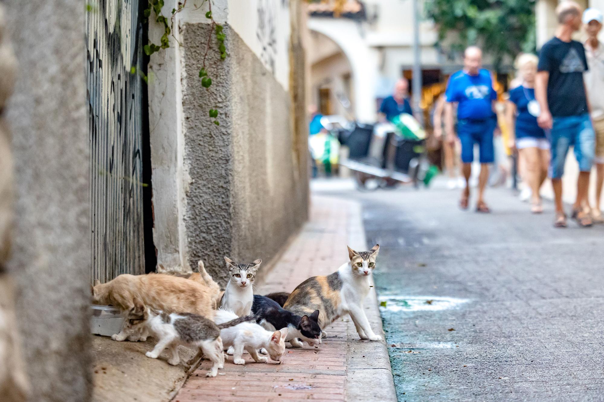 Los gatos toman las calles de Benidorm