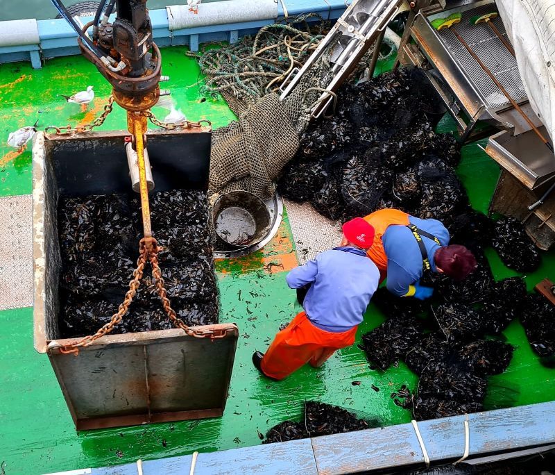 El mejillón para el mercado de fresco (depuradoras) llega a puerto en sacos.