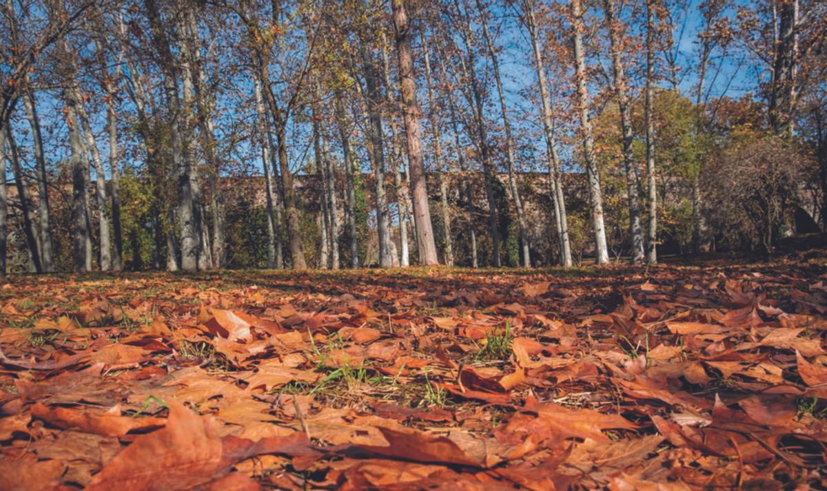 Fulles al parc del Cardener, amb el Pont Nou al fons |