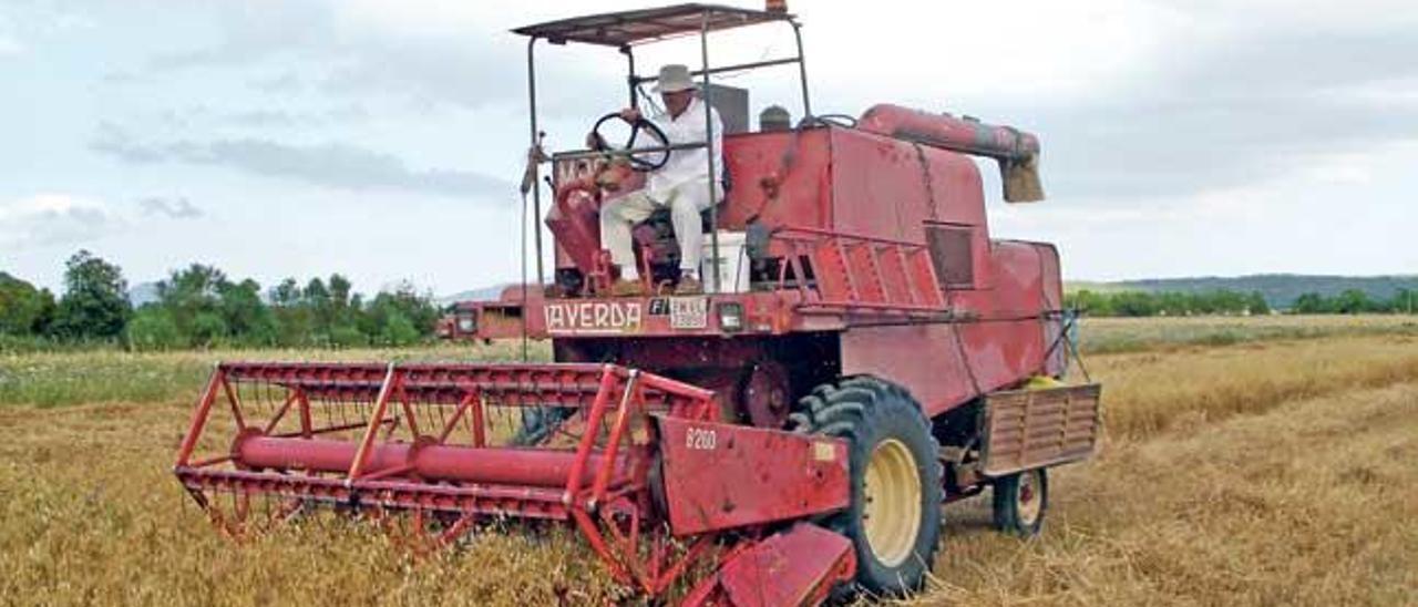 Imagen de una cosechadora, de más de 30 años, trabajando a pleno rendimiento en un campo de Maria de la Salut.