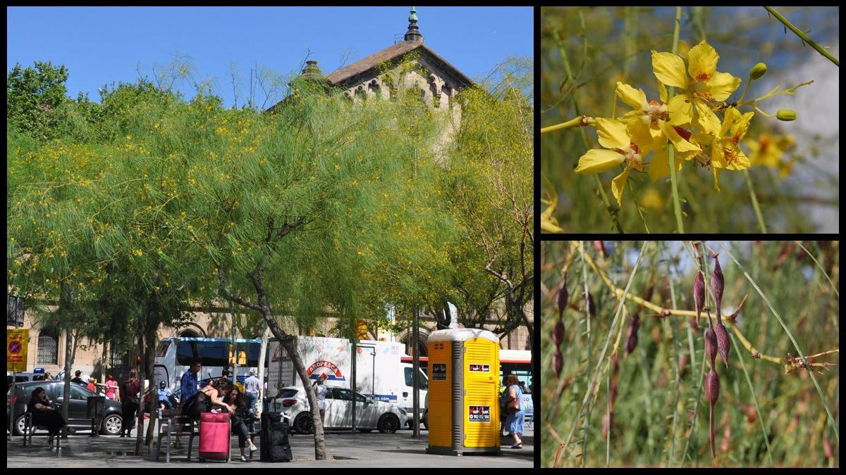 parkinsonia-universitat-barcelona-espinillo