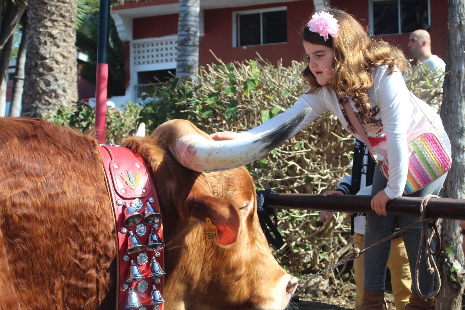 Romería de San Antonio Abad, en La Matanza