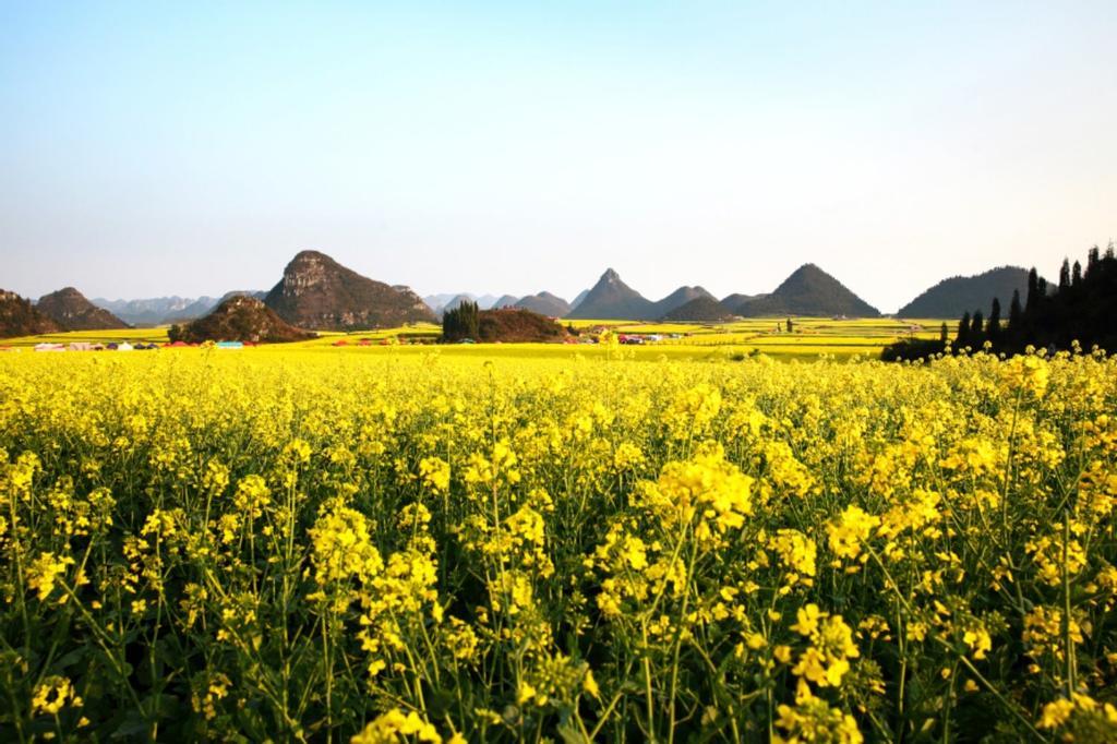 Campos de canola en Luoping