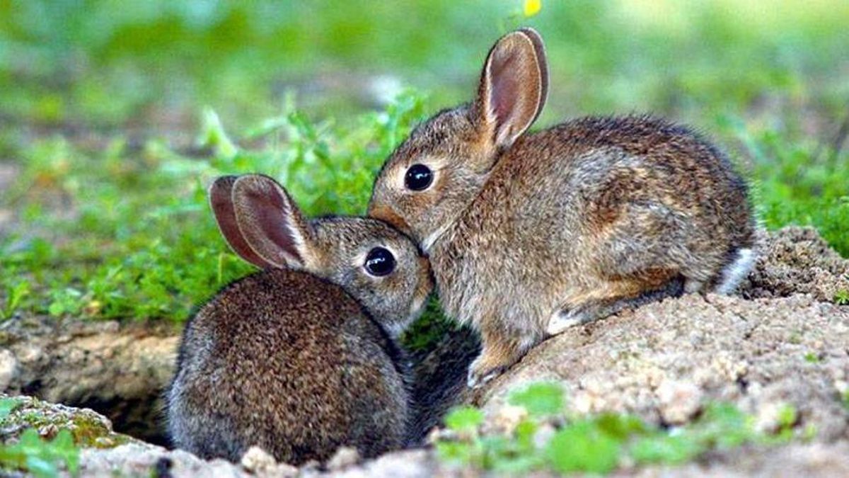 Una pareja de conejos silvestres, en una imagen de archivo.