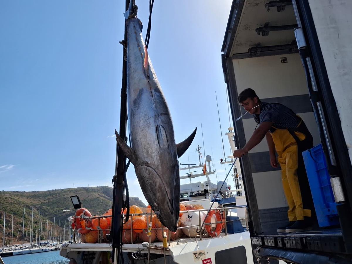 Actividad frenética en el puerto de Xàbia: las imágenes de la descarga de los atunes