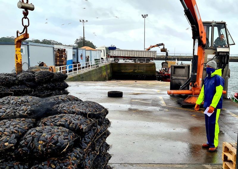 El mejillón para el mercado de fresco (depuradoras) llega a puerto en sacos.