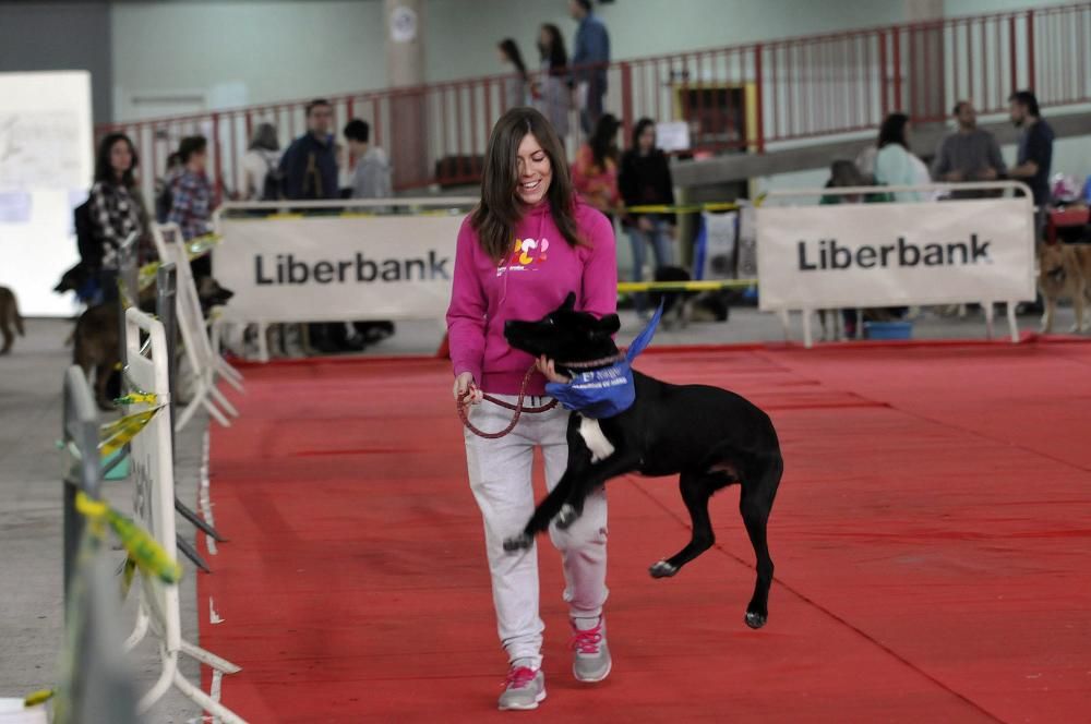 Desfile en la feria de la mascota de Santullano