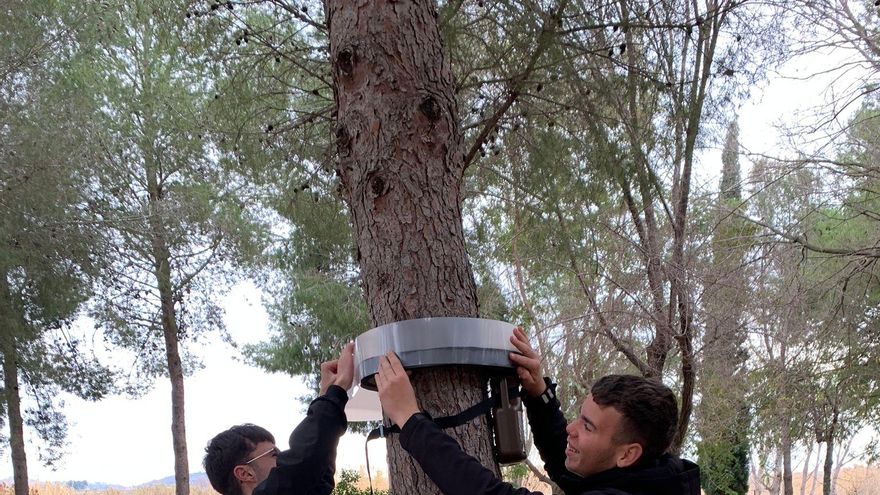 Trampas ecológicas para frenar la plaga de la procesionaria en los pinos de Alfarp