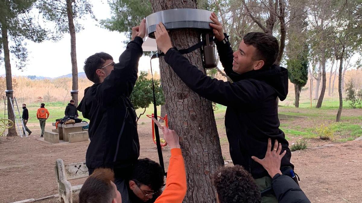 Los alumnos instalan una de las trampas en un pino.