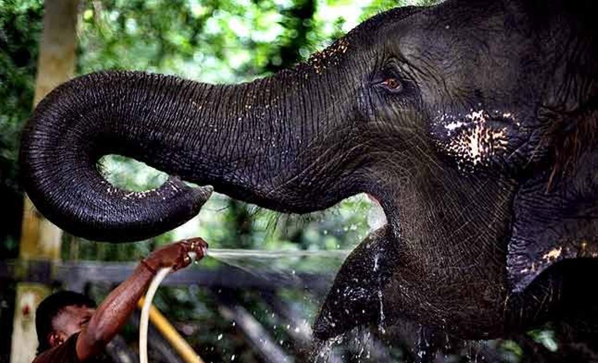 Un cuidador renta Nandong, un elefant en captiveri del safari nocturn de Singapur.
