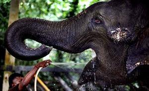 Un cuidador renta Nandong, un elefant en captiveri del safari nocturn de Singapur.