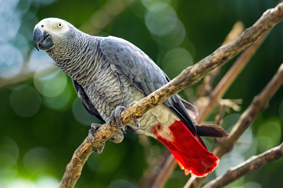 Imagen de un loro gris.