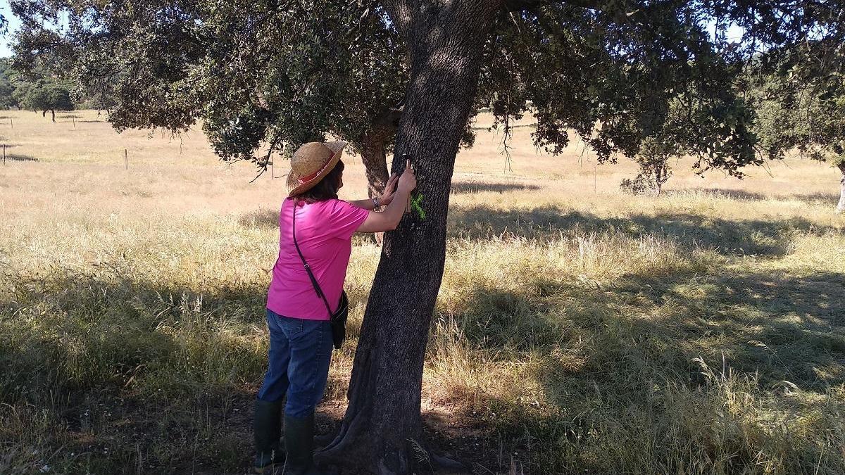 Evalúan acciones para mejorar el arbolado de la dehesa